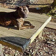 Bella a rejoint le concours — aidez-le/la à gagner de superbes lots ! bench, brindle, campfire, canine, daylight, dog, forest, ground, leaf, nature, outdoor, pet, picnic_table, relaxing, rocks, smoke, sunlight, tree, wood, woodland