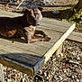 bench, brindle, campfire, canine, daylight, dog, forest, ground, leaf, nature, outdoor, pet, picnic_table, relaxing, rocks, smoke, sunlight, tree, wood, woodland
