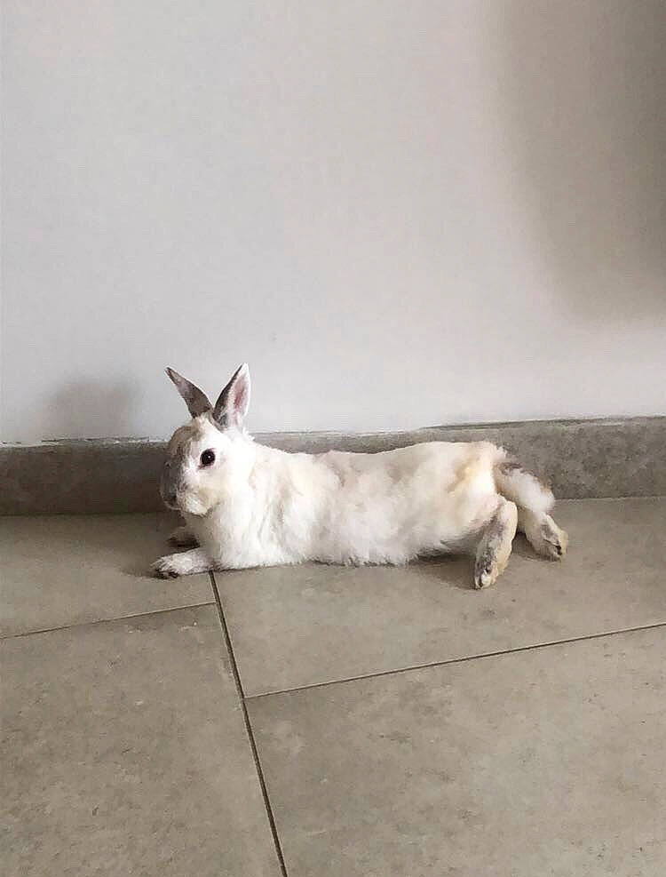 Bobby participe au concours pour gagner de l'argent avec cette photo : canidae, domestic_rabbit, hare, rabbit, rabbits_and_hares, white