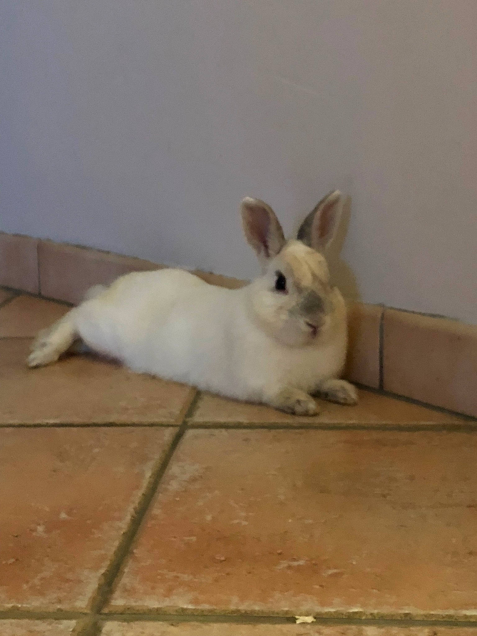 Bobby a rejoint le concours — aidez-le/la à gagner de superbes lots ! domestic_rabbit, fawn, hare, mammal, rabbit, rabbits_and_hares, snout, snowshoe_hare, tail, whiskers