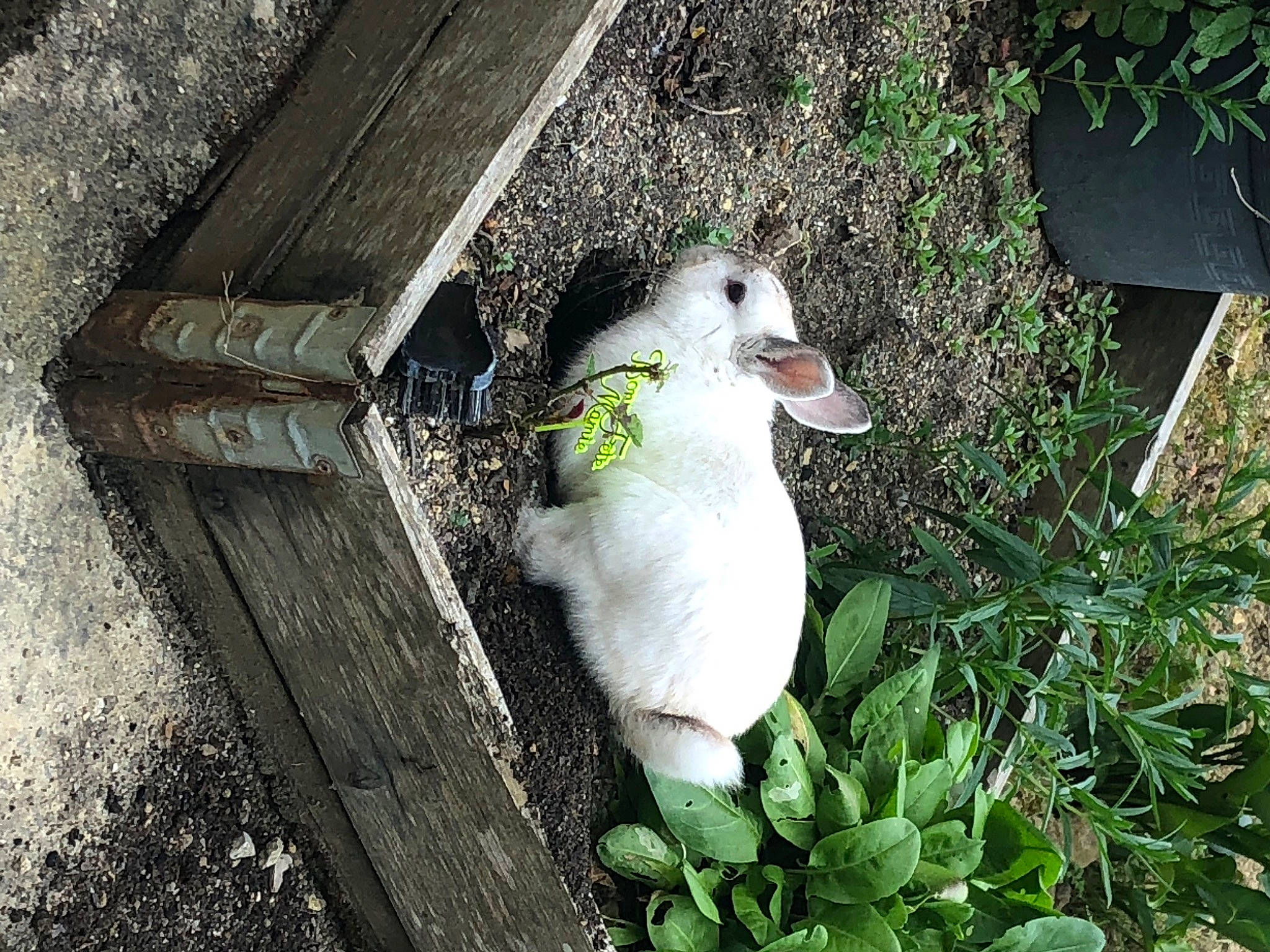 Bobby participe au concours pour gagner de l'argent avec cette photo : _geese_and_swans, adaptation, beak, bird, duck, ducks, goose, grass, plant, water_bird