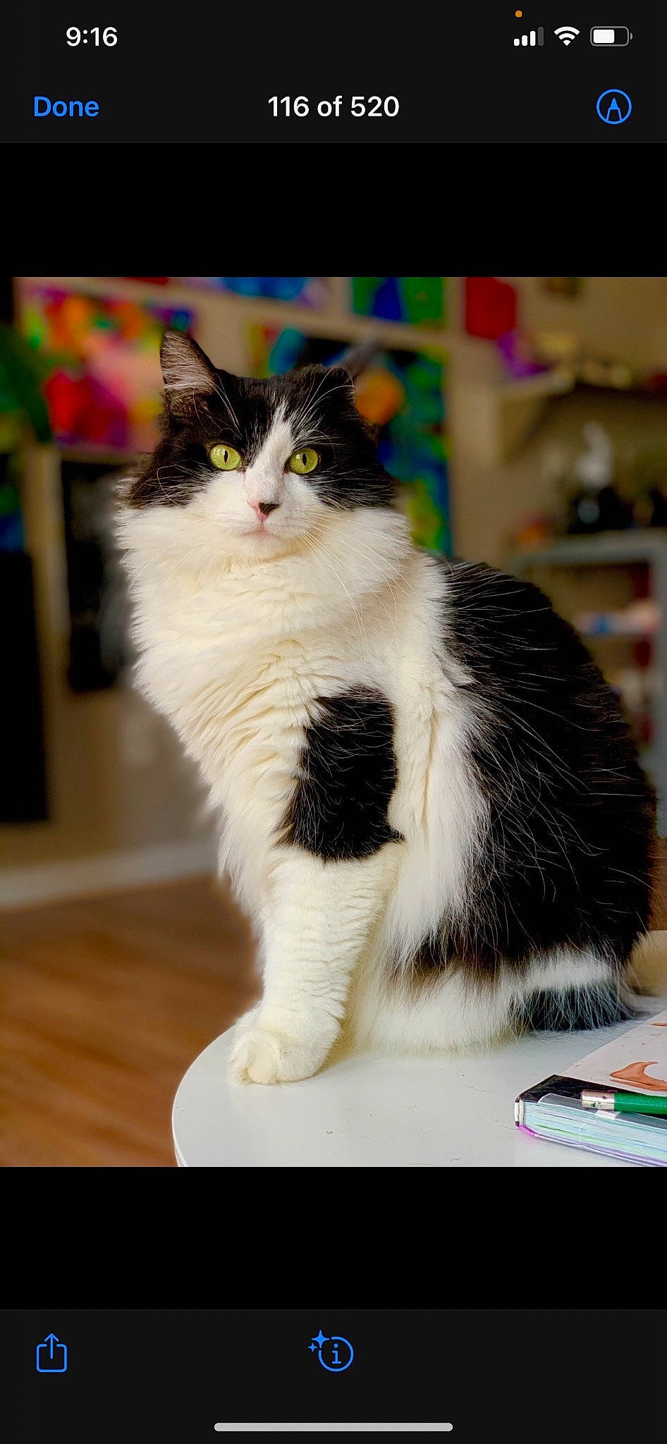 Gypsy joined the competition — help win amazing prizes! carnivore, cat, claw, domestic_short_haired_cat, felidae, flooring, foot, formal_wear, fur, hardwood, paw, photo_caption, sitting, small_to_medium_sized_cats, snout, tail, whiskers, wood