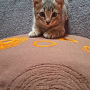 Abi participe au concours pour gagner de l'argent avec cette photo : alert, animal, carpet, cat, crouching, cushion, cute, feline, grey_cat, indoor, kitten, pattern, paws, pet, small, tabby, tail_up, texture, whiskers, young_cat