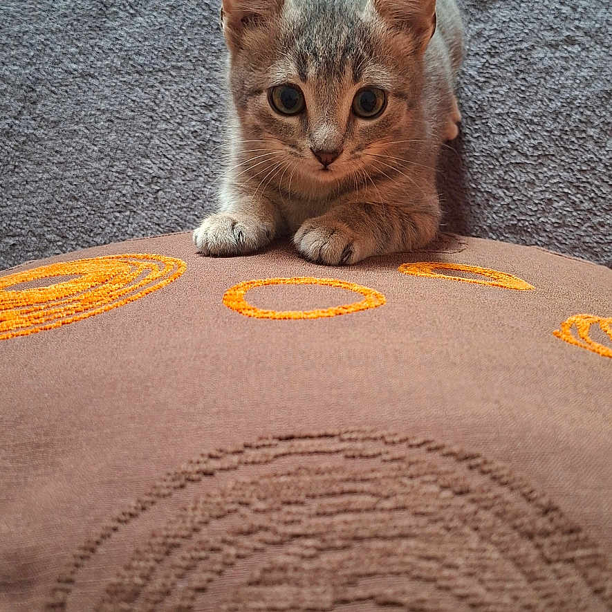 Abi participe au concours pour gagner de l'argent avec cette photo : alert, animal, carpet, cat, crouching, cushion, cute, feline, grey_cat, indoor, kitten, pattern, paws, pet, small, tabby, tail_up, texture, whiskers, young_cat