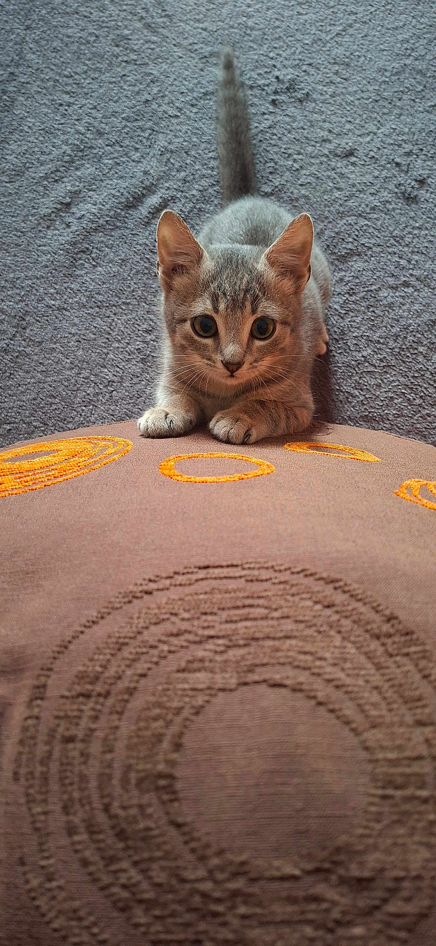 Abi participe au concours pour gagner de l'argent avec cette photo : alert, animal, carpet, cat, crouching, cushion, cute, feline, grey_cat, indoor, kitten, pattern, paws, pet, small, tabby, tail_up, texture, whiskers, young_cat