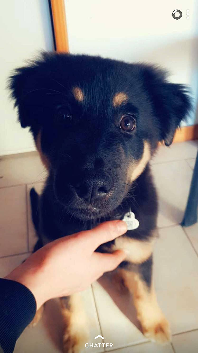 Oslow a rejoint le concours — aidez-le/la à gagner de superbes lots ! border_collie, canidae, carnivore, dog, dog_breed, ear, eye, mammal, nose, patterdale_terrier, puppy, rare_breed_dog, snout, sporting_group, street_dog