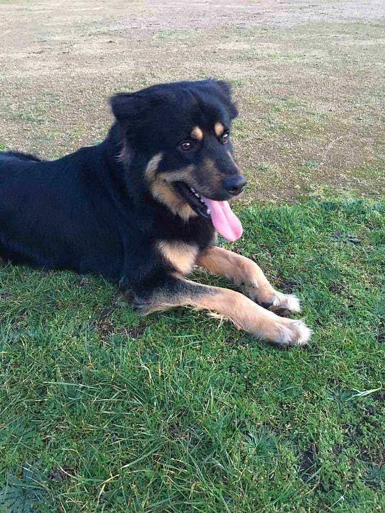 Oslow participe au concours pour gagner de l'argent avec cette photo : canidae, carnivore, companion_dog, dog, dog_breed, english_shepherd, hovawart, huntaway, mammal, rare_breed_dog, sporting_group, vertebrate, working_dog