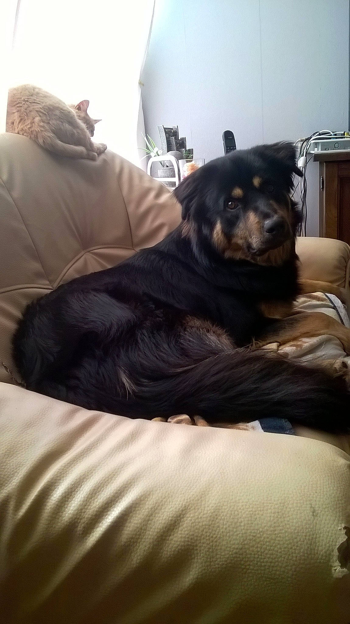 Oslow participe au concours pour gagner de l'argent avec cette photo : canidae, carnivore, comfort, companion_dog, dog, dog_breed, furniture, room, rottweiler, snout, sporting_group