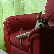 Usko participe au concours pour gagner de l'argent avec cette photo : dog, sofa, red_sofa, pet, stick, paw, relaxed, indoor, furniture, curious, canine, animal, home, window, cushion, resting, domestic, ears, fur, cozy