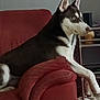 Usko participe au concours pour gagner de l'argent avec cette photo : dog, siberian_husky, pet, animal, indoor, armchair, red, furniture, relaxed, blue_eyes, canine, domestic_animal, side_view, resting, looking_away, living_room, household, comfortable, portrait, mammal