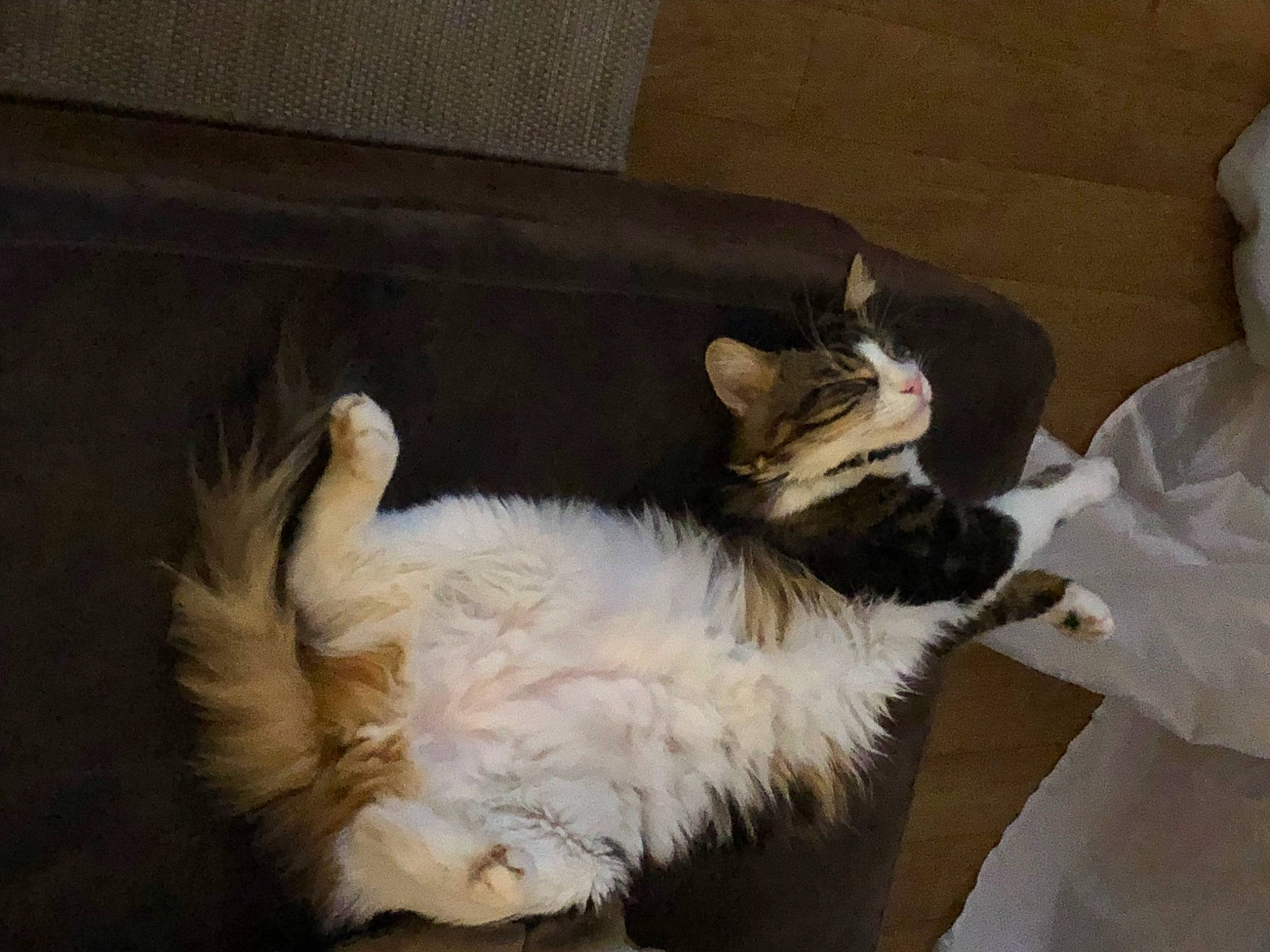 Toubi participe au concours pour gagner de l'argent avec cette photo : british_longhair, canidae, carnivore, cat, claw, comfort, companion_dog, couch, dog_breed, domestic_short_haired_cat, fawn, felidae, fur, hardwood, nap, paw, small_to_medium_sized_cats, sporting_group, tail, whiskers