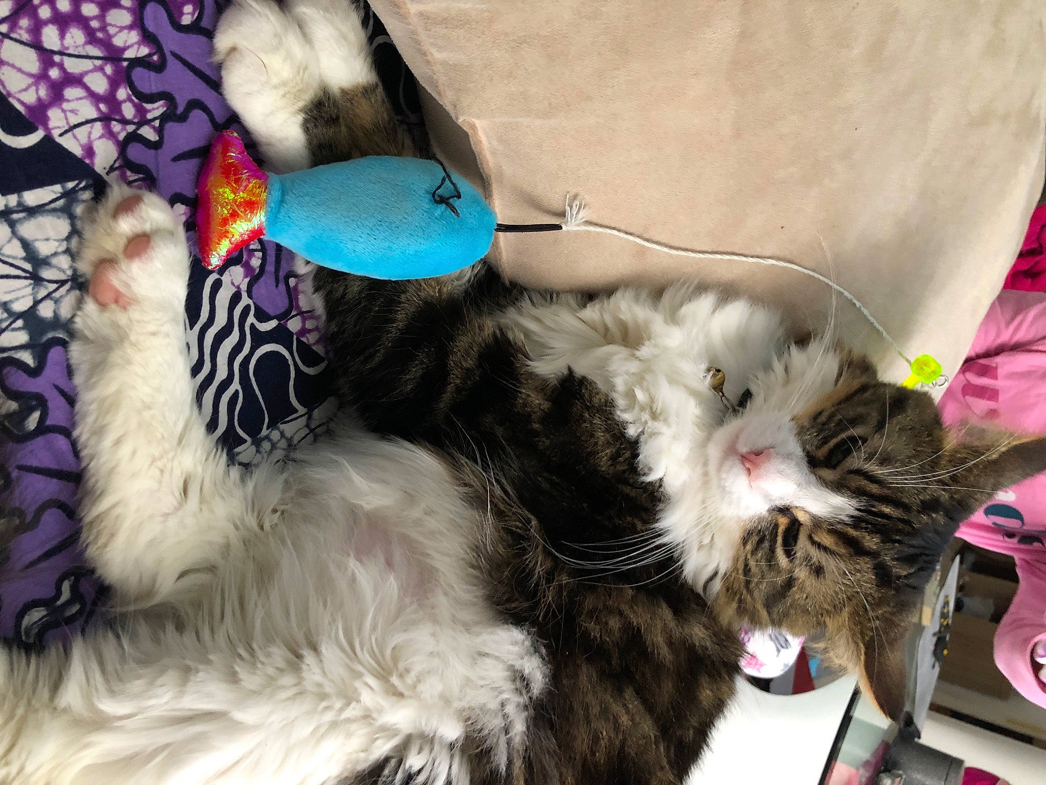 Toubi participe au concours pour gagner de l'argent avec cette photo : art, carnivore, cat, claw, comfort, fashion_accessory, feather, felidae, fur, magenta, natural_material, pattern, paw, small_to_medium_sized_cats, tail, whiskers, wing