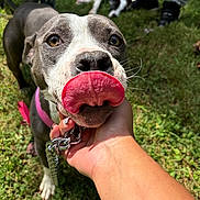 Ivy Joy is registered to the contest to win money with this photo: dog, tongue, close_up, grass, hand, collar, leash, outdoor, playful, pet, animal, canine, person, pants, shoes, sunlight, nature, two_dogs, funny, muzzle