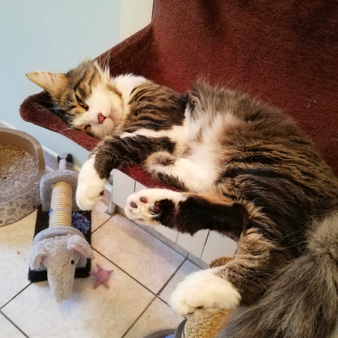 Léo participe au concours pour gagner de l'argent avec cette photo : abyssinian, animal, architecture, armchair, building, canine, cat, chair, couch, dog, furniture, hardwood, indoors, kitten, livingroom, manx, pet, room, siamese, wood