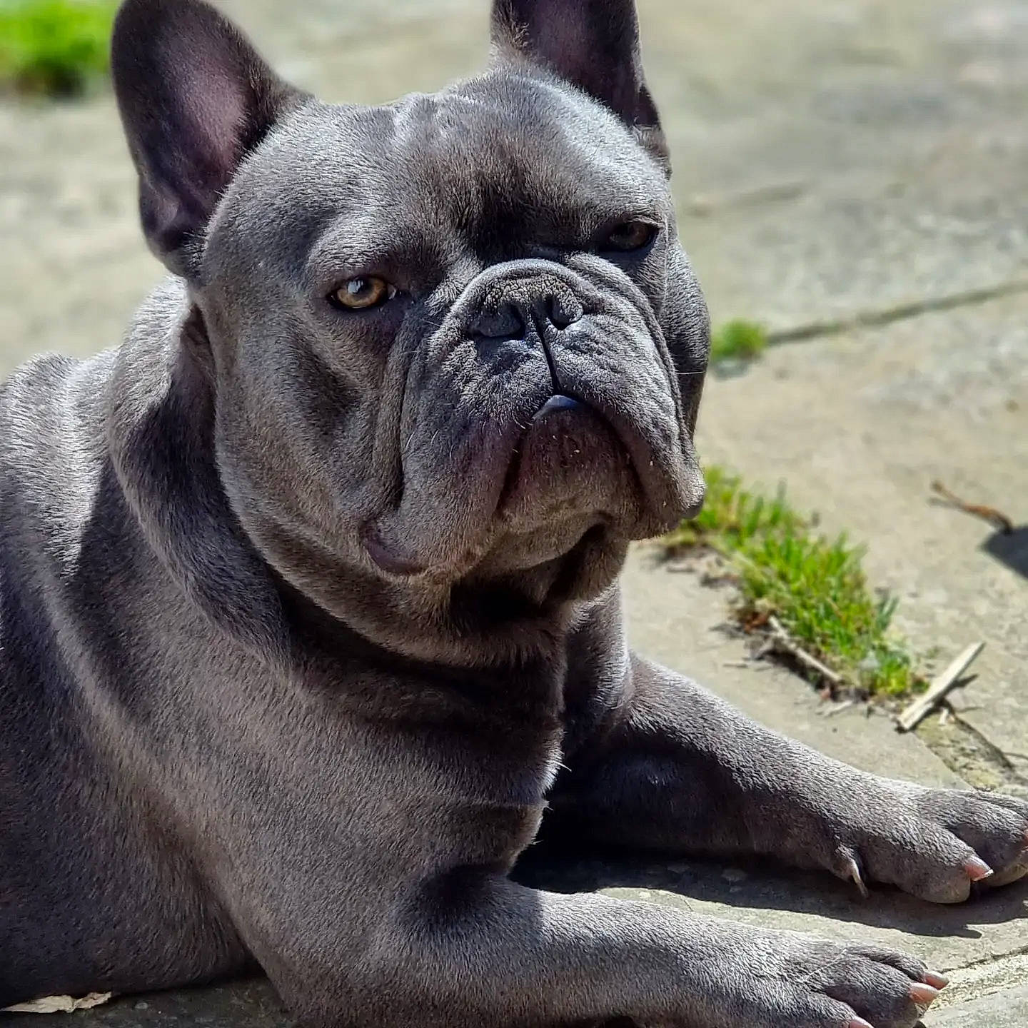 Bailey joined the competition — help win amazing prizes! bulldog, canidae, carnivore, collar, companion_dog, dog, dog_breed, dog_collar, ear, fawn, grass, molosser, sculpture, snout, sporting_group, terrestrial_animal, toy_dog, whiskers, working_animal, wrinkle