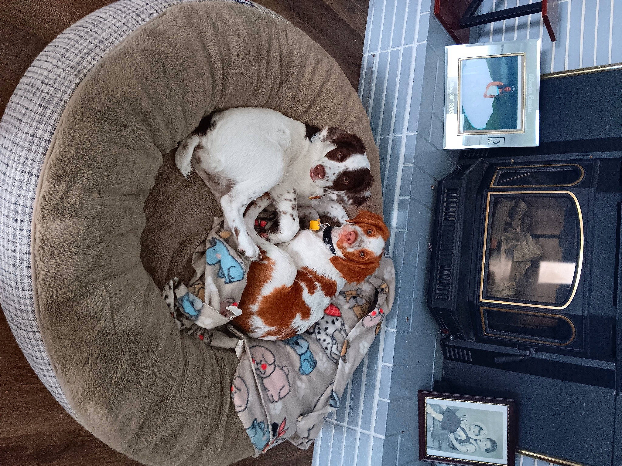 Riggie And Otis. joined the competition — help win amazing prizes! basket, circle, comfort, companion_dog, couch, display_device, dog, dog_bed, dog_supply, gas, hat, home_accessories, home_appliance, linens, machine, major_appliance, plastic, room, television_set, wicker