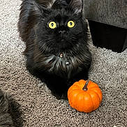 Jojo is registered to the contest to win money with this photo: cat, black_cat, yellow_eyes, pumpkin, carpet, indoor, pet, feline, fluffy, alert, collar, bell, autumn, cozy, closeup, animal, cute, small_pumpkin, home, fur