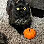 cat, black_cat, yellow_eyes, pumpkin, carpet, indoor, pet, feline, fluffy, alert, collar, bell, autumn, cozy, closeup, animal, cute, small_pumpkin, home, fur