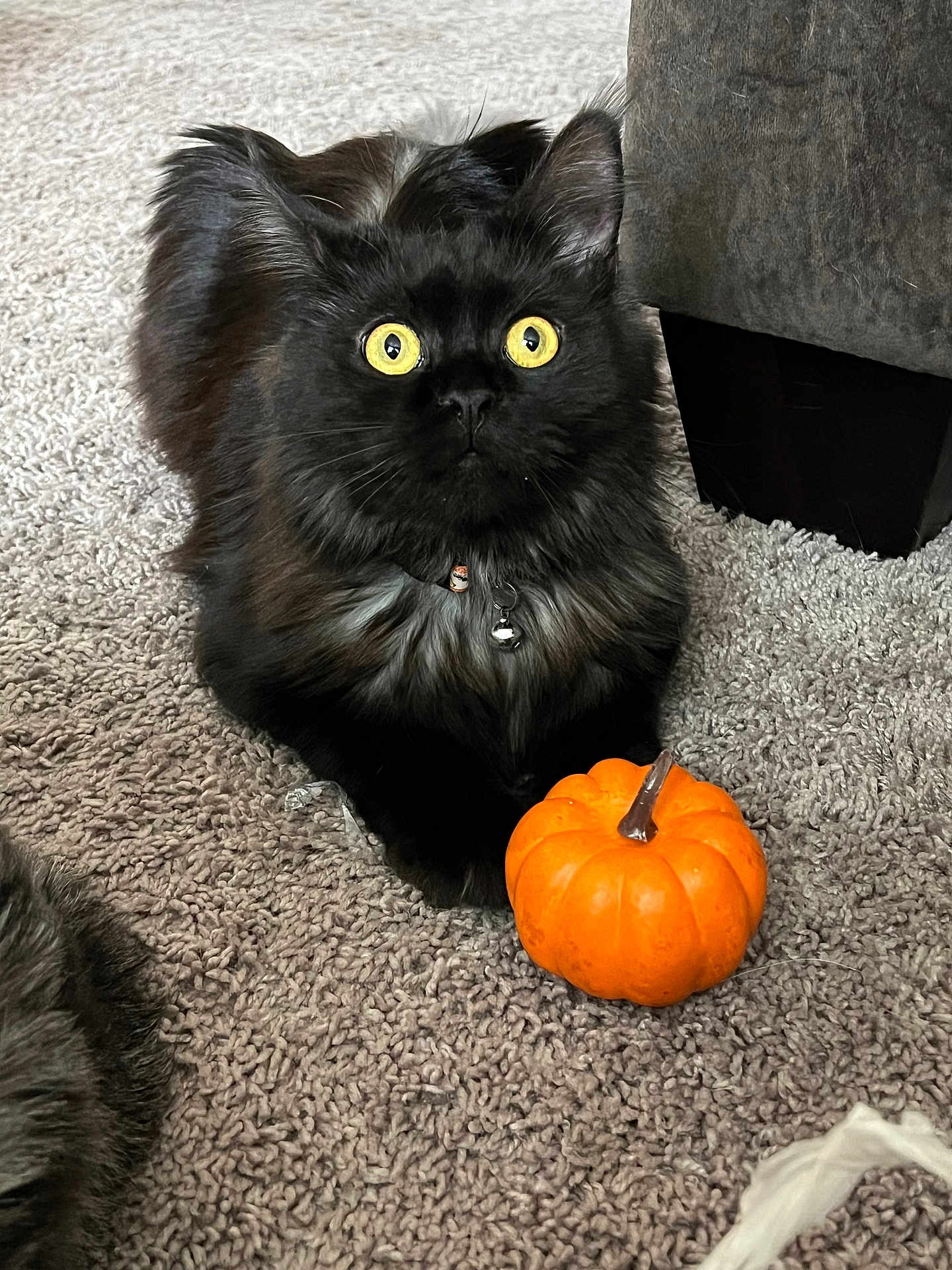 Jojo is registered to the contest to win money with this photo: cat, black_cat, yellow_eyes, pumpkin, carpet, indoor, pet, feline, fluffy, alert, collar, bell, autumn, cozy, closeup, animal, cute, small_pumpkin, home, fur