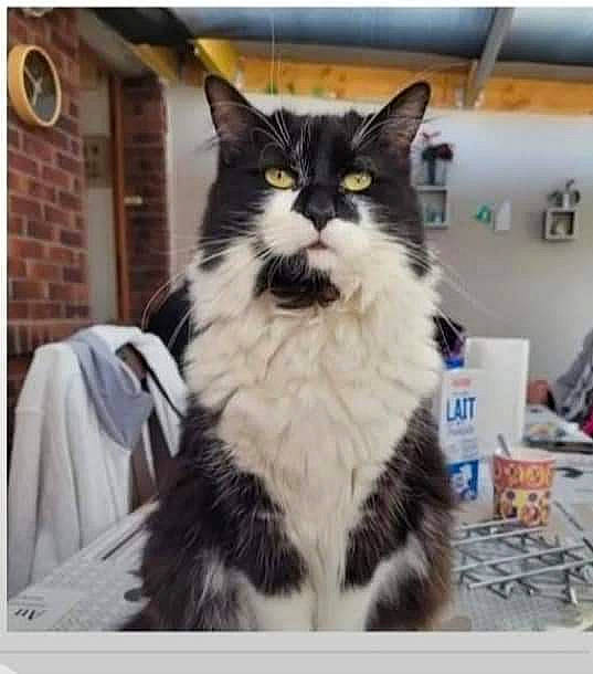 Pablo participe au concours pour gagner de l'argent avec cette photo : carnivore, cat, domestic_short_haired_cat, felidae, formal_wear, fur, rectangle, small_to_medium_sized_cats, snout, square, tail, whiskers