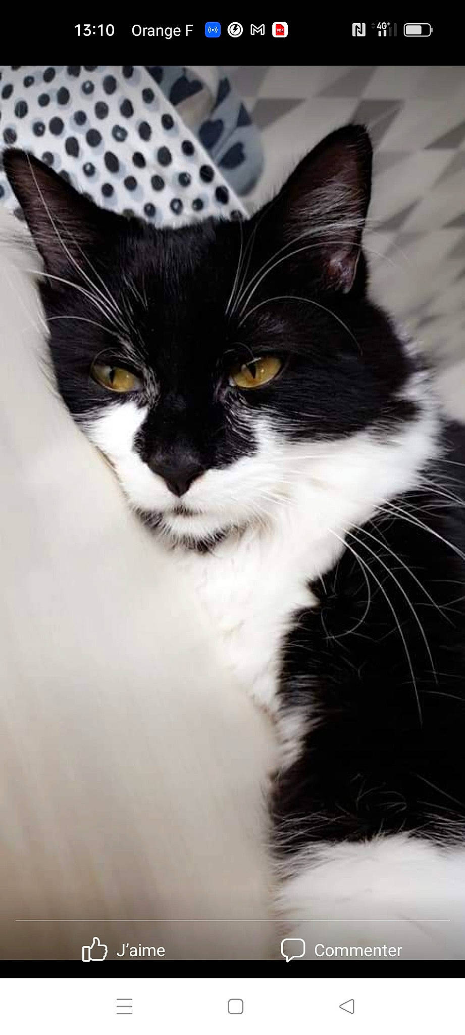 Pablo participe au concours pour gagner de l'argent avec cette photo : art, black_cat, carnivore, cat, domestic_short_haired_cat, eye, felidae, fur, grass, head, human_body, iris, monochrome_photography, plant, small_to_medium_sized_cats, snout, tail, tree, whiskers, window