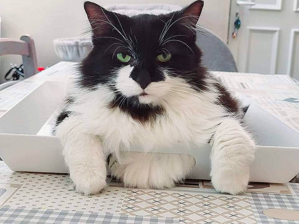 Pablo participe au concours pour gagner de l'argent avec cette photo : box, carnivore, cat, chair, claw, comfort, domestic_short_haired_cat, felidae, flooring, formal_wear, fur, laptop, paw, rectangle, small_to_medium_sized_cats, snout, tail, terrestrial_animal, whiskers, window