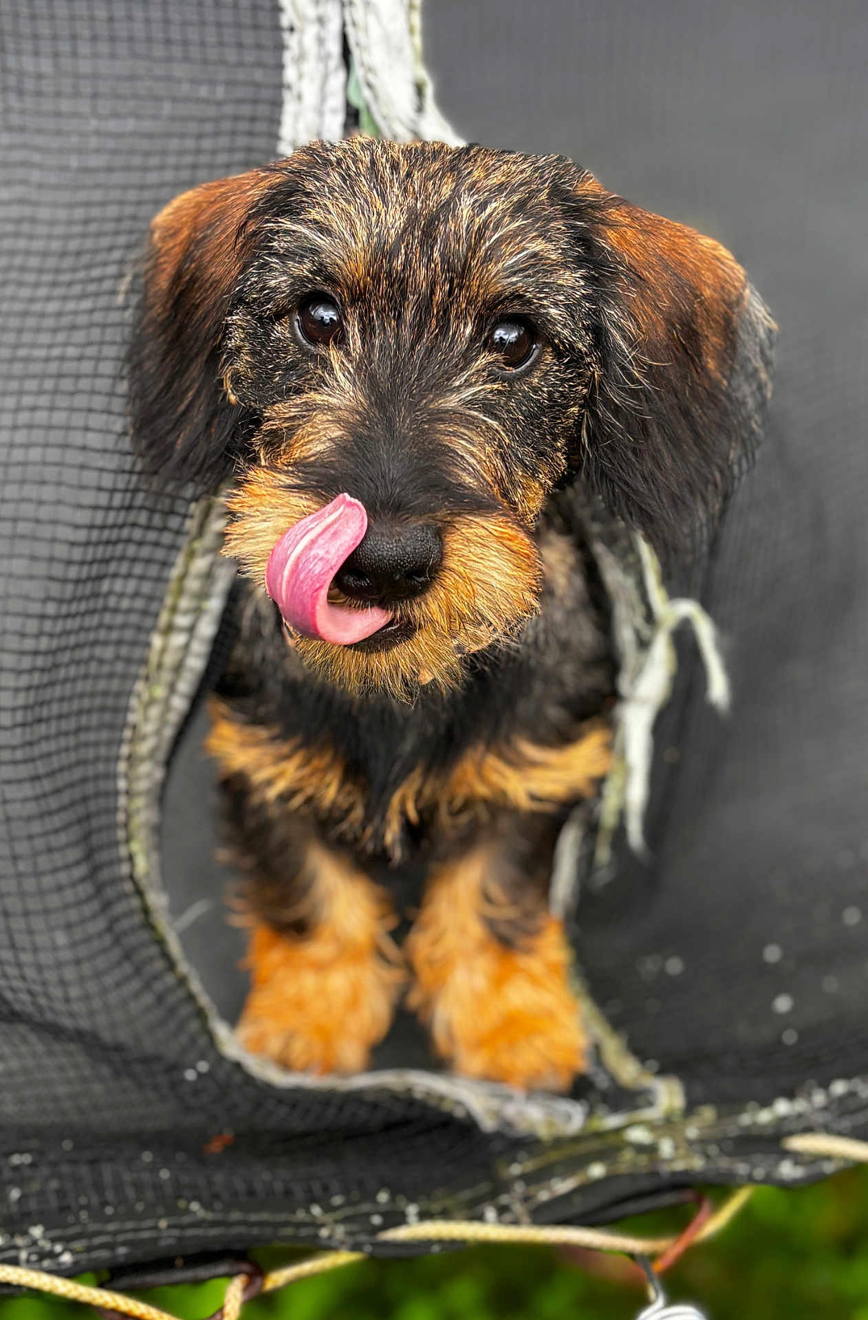 Aby a rejoint le concours — aidez-le/la à gagner de superbes lots ! dog, puppy, tongue, fur, black, tan, net, tear, cute, pet, animal, closeup, portrait, outdoor, playful, expression, whiskers, eyes, nose, young