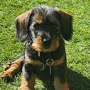Aby participe au concours pour gagner de l'argent avec cette photo : puppy, dog, grass, outdoor, pet, animal, young, black, brown, fur, ears, collar, sunlight, cute, sitting, nature, portrait, closeup, canine, adorable