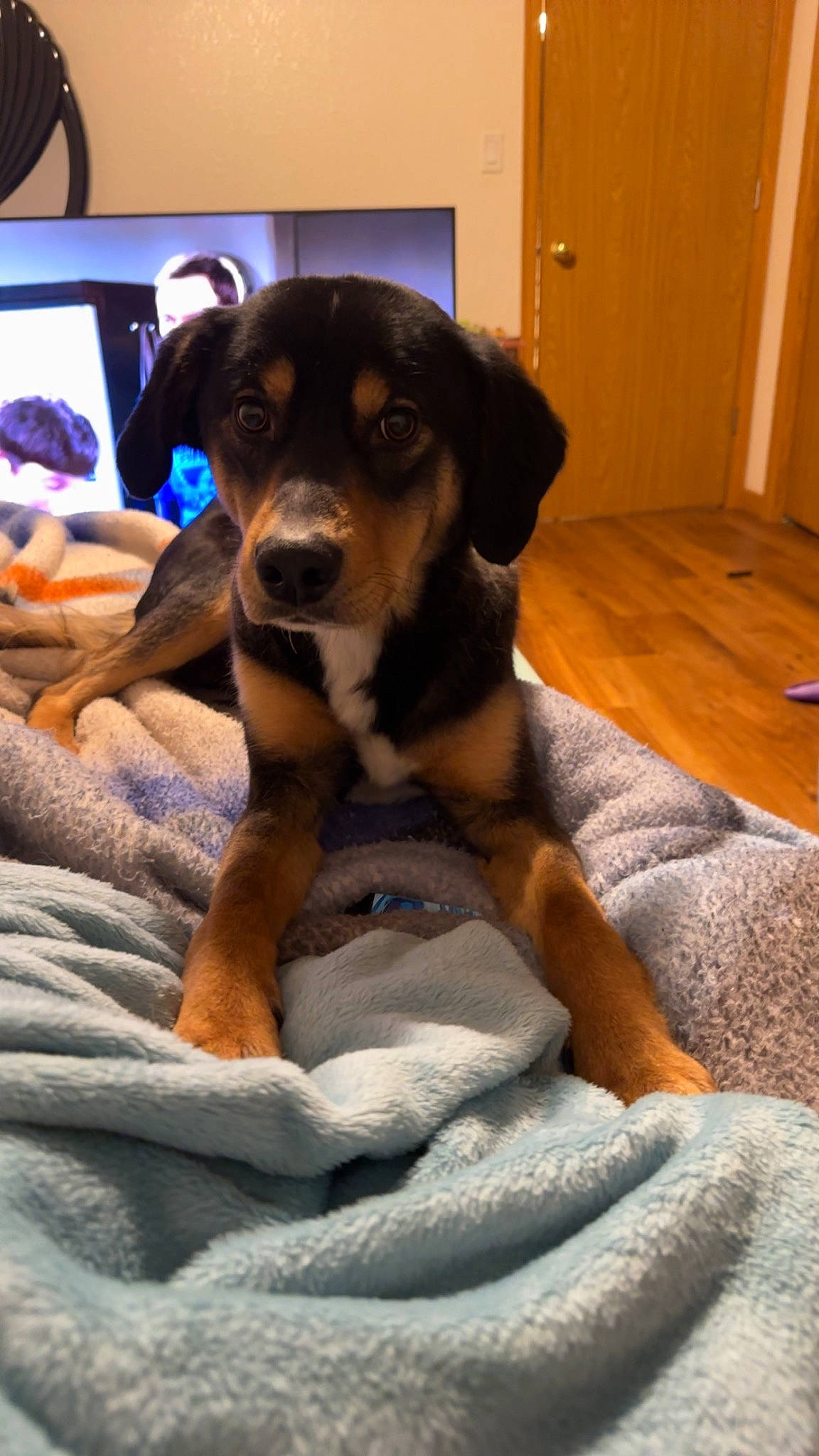 Rue is registered to the contest to win money with this photo: canidae, carnivore, comfort, companion_dog, computer_monitor, dog, dog_breed, door, fawn, fur, guard_dog, home_door, paw, picture_frame, rottweiler, snout, terrestrial_animal, working_animal, working_dog