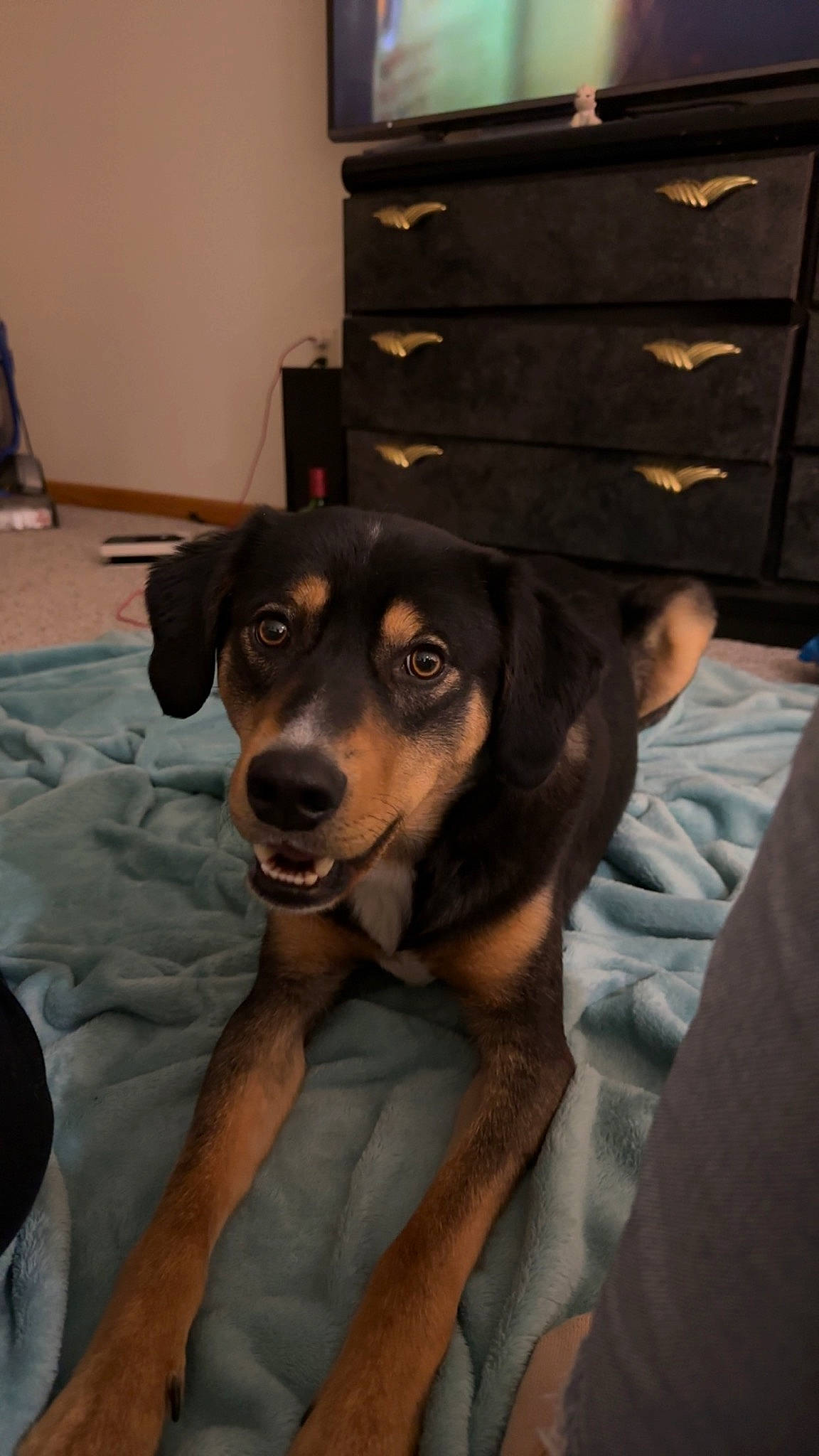 Rue joined the competition — help win amazing prizes! cabinetry, canidae, carnivore, comfort, companion_dog, dog, dog_breed, drawer, dresser, fawn, flooring, fur, guard_dog, sitting, snout, sporting_group, whiskers, working_animal, working_dog