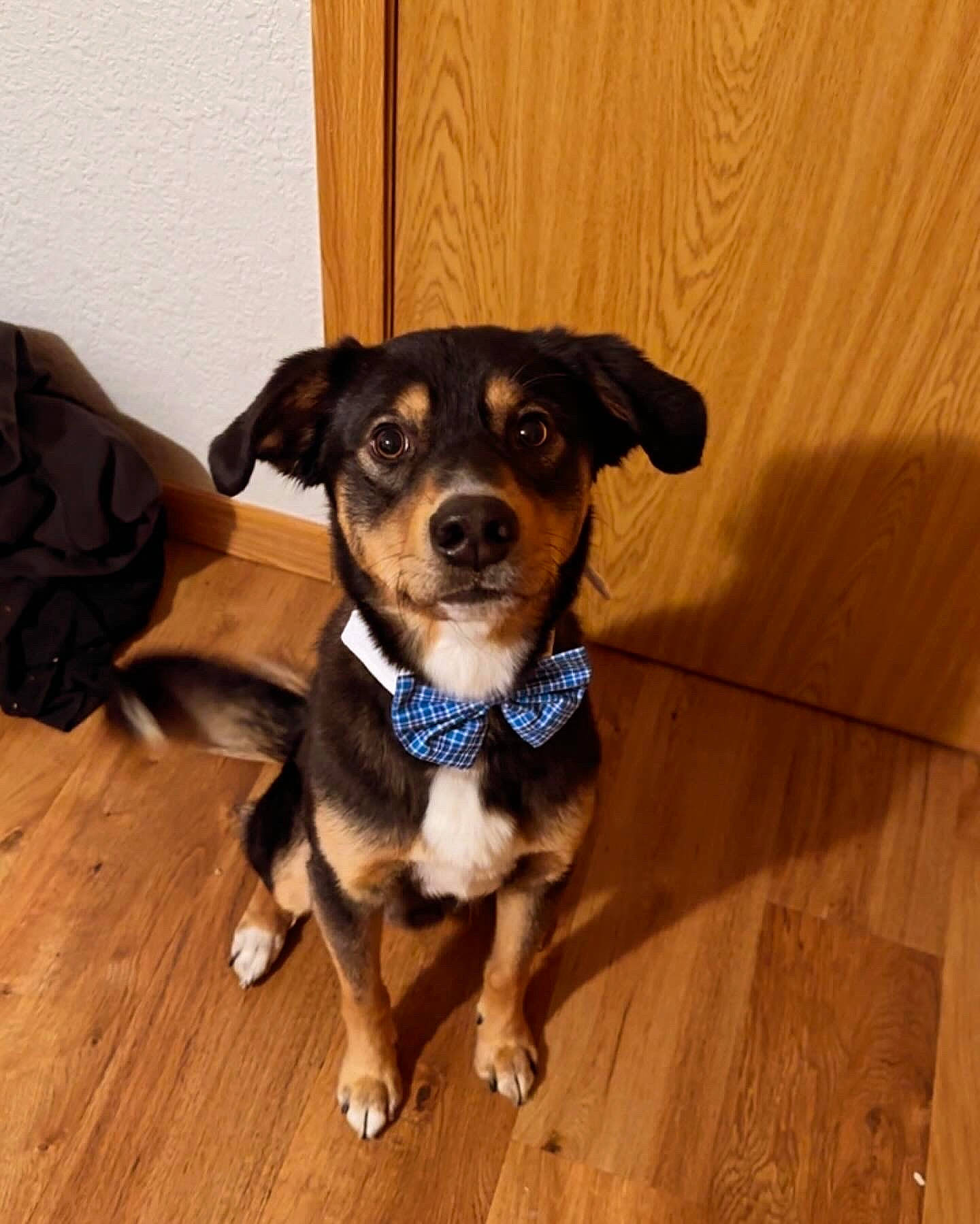 Rue joined the competition — help win amazing prizes! canidae, carnivore, collar, companion_dog, dog, dog_breed, dog_clothes, dog_collar, fawn, flooring, fur, hardwood, leash, luggage_and_bags, snout, sporting_group, toy_dog, whiskers, wood, working_animal