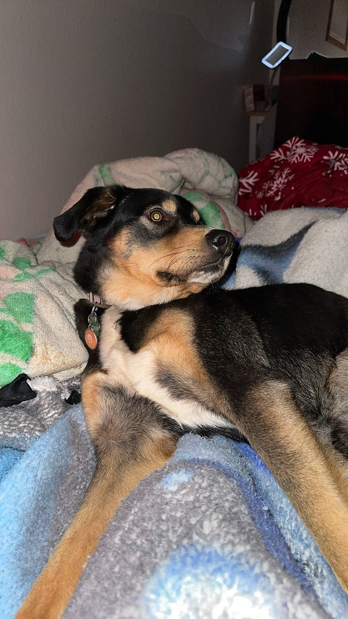 Rue is registered to the contest to win money with this photo: canidae, carnivore, comfort, companion_dog, dog, dog_breed, dog_supply, fawn, fur, guard_dog, lamp, paw, pillow, pinscher, sporting_group, terrestrial_animal, toy_dog, whiskers, working_dog