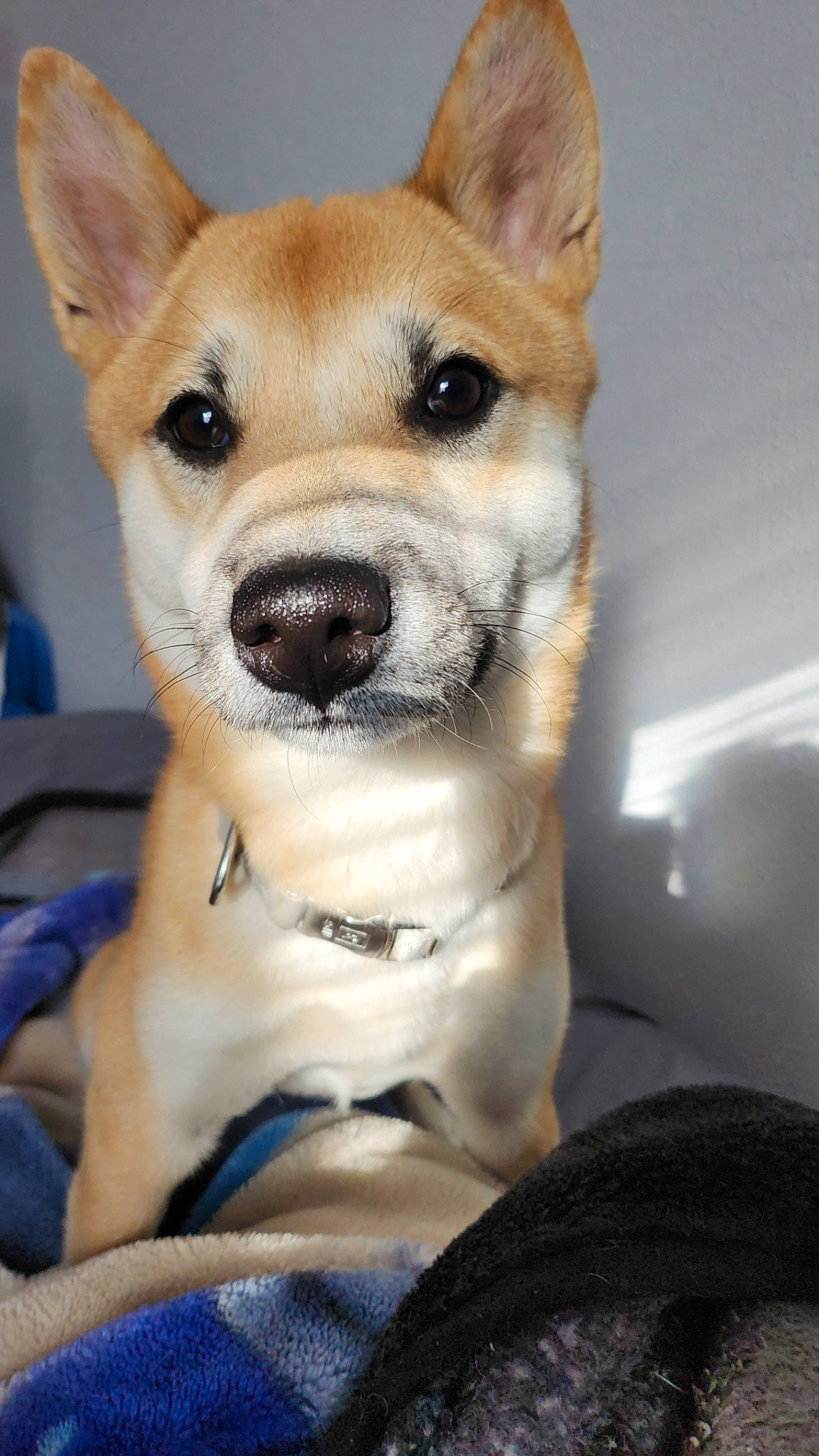 Roman joined the competition — help win amazing prizes! ancient_dog_breeds, canidae, carnivore, collar, companion_dog, dingo, dog, dog_breed, dog_collar, fawn, fur, non_sporting_group, snout, sporting_group, terrestrial_animal, whiskers