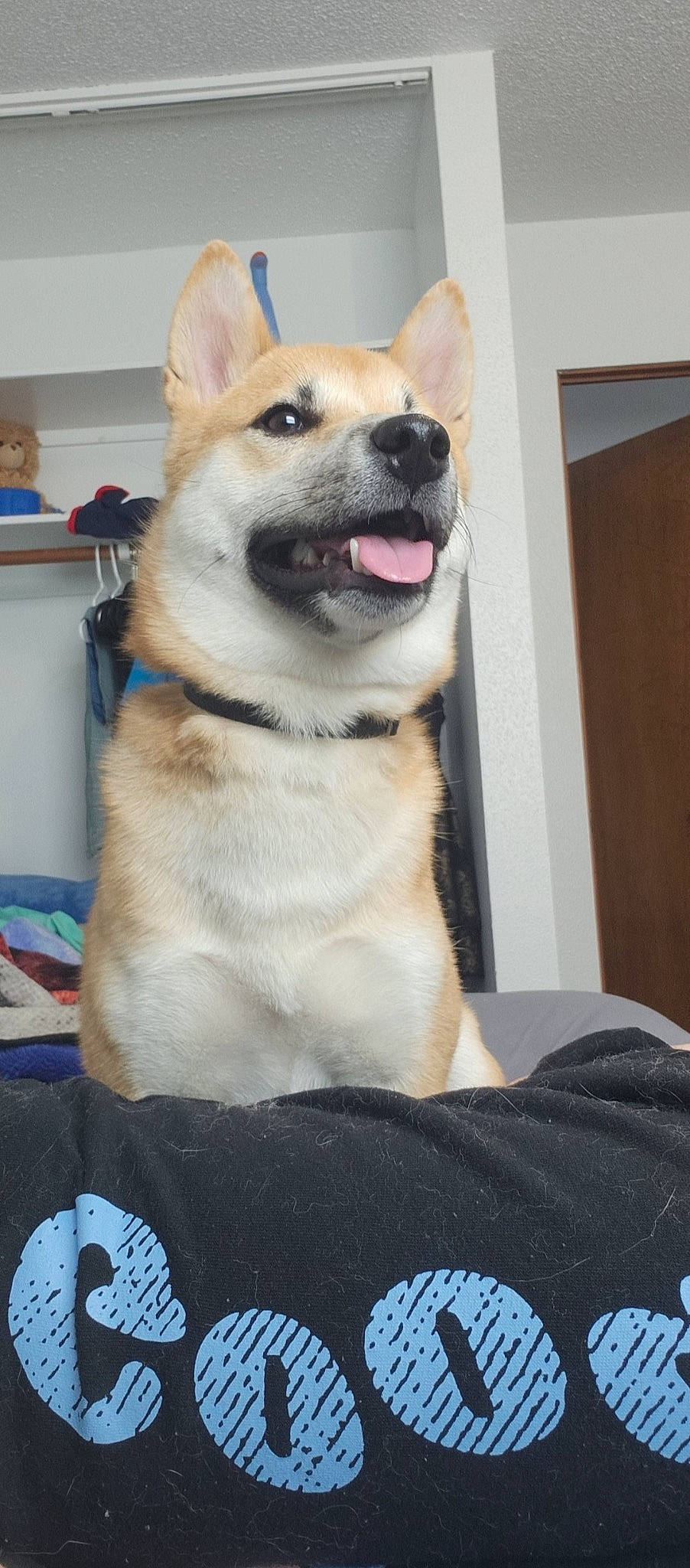 Roman joined the competition — help win amazing prizes! blue, canidae, carnivore, collar, companion_dog, dog, dog_breed, dog_collar, dog_supply, fawn, fur, pet_supply, shelf, spitz, sporting_group, terrestrial_animal, toy_dog, whiskers, working_animal, working_dog