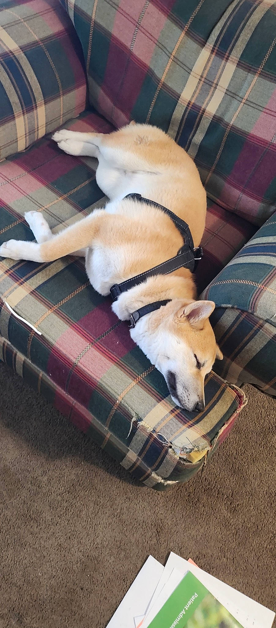 Roman is registered to the contest to win money with this photo: carnivore, comfort, companion_dog, couch, dog, dog_breed, dog_supply, fawn, flooring, linens, mammal, pet_supply, plaid, snout, tail, tartan, toy_dog, vertebrate, wood, working_animal