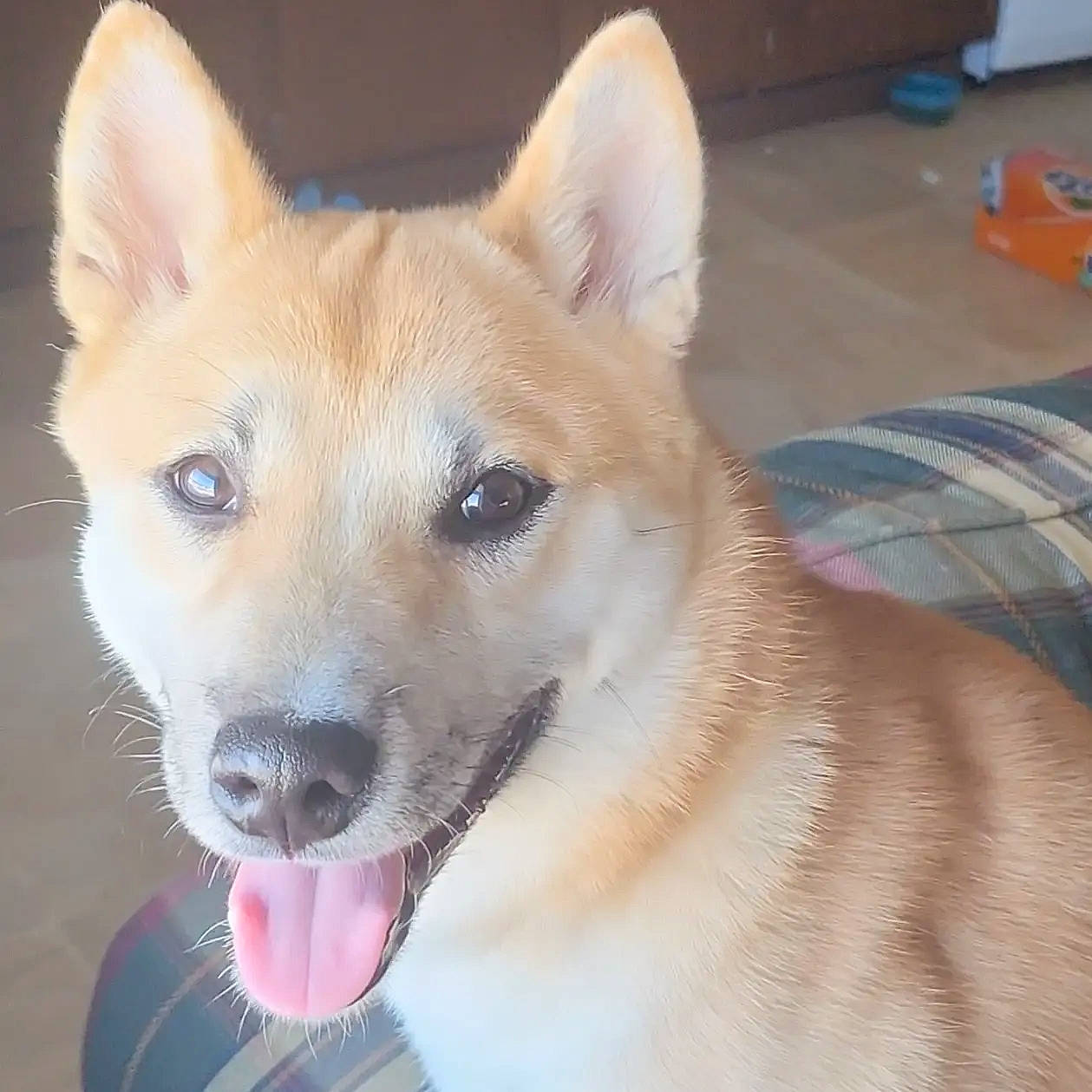 Roman joined the competition — help win amazing prizes! ancient_dog_breeds, canidae, carnivore, collar, companion_dog, dingo, dog, dog_breed, fawn, fur, non_sporting_group, snout, sporting_group, terrestrial_animal, whiskers, working_animal, working_dog