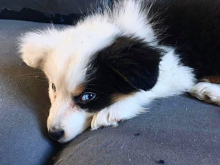 Reavens a rejoint le concours — aidez-le/la à gagner de superbes lots ! canidae, carnivore, companion_dog, dog, dog_breed, ear, fur, herding_dog, snout, sporting_group, terrestrial_animal, toy_dog, whiskers, working_animal, working_dog