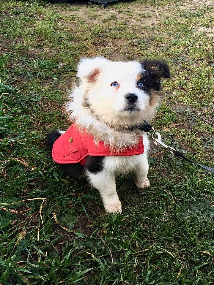 Reavens participe au concours pour gagner de l'argent avec cette photo : canidae, carnivore, companion_dog, dog, dog_breed, dog_supply, fawn, fur, grass, groundcover, mammal, non_sporting_group, pet_supply, plant, puppy, sporting_group, tail, terrestrial_animal, working_animal, working_dog