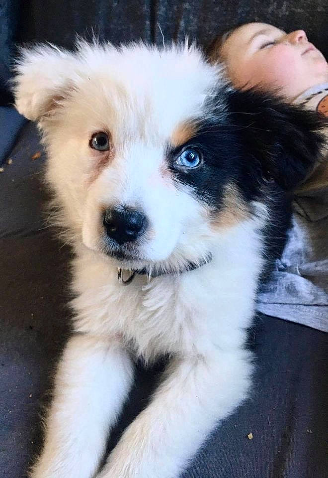 Reavens a rejoint le concours — aidez-le/la à gagner de superbes lots ! australian_shepherd, canidae, carnivore, companion_dog, dog, dog_breed, fur, herding_dog, miniature_australian_shepherd, puppy, snout, sporting_group, toy_dog, tree, whiskers, working_animal, working_dog