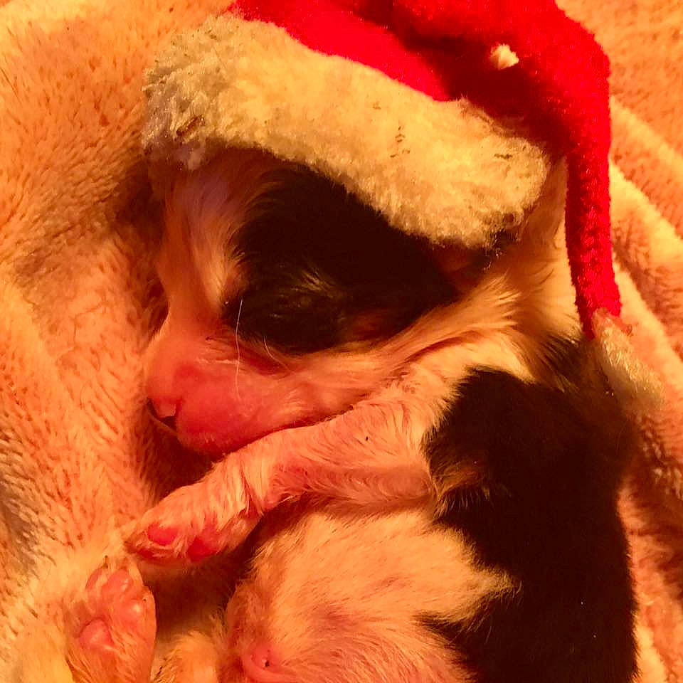 Reavens participe au concours pour gagner de l'argent avec cette photo : canidae, carnivore, claw, close_up, comfort, companion_dog, dog, dog_breed, fawn, felidae, fur, mammal, paw, santa_claus, small_to_medium_sized_cats, snout, sporting_group, toy_dog, vertebrate, whiskers