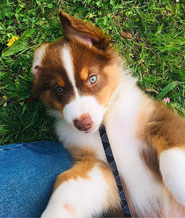 Romance participe au concours pour gagner de l'argent avec cette photo : ancient_dog_breeds, canidae, carnivore, companion_dog, dog, dog_breed, fawn, fur, grass, herding_dog, liver, plant, snout, sporting_group, terrestrial_animal, whiskers, working_animal, working_dog