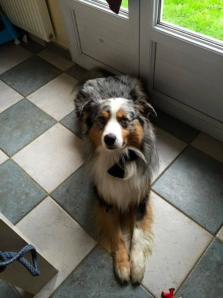 Haston a rejoint le concours — aidez-le/la à gagner de superbes lots ! ancient_dog_breeds, canidae, carnivore, companion_dog, dog, dog_breed, floor, flooring, fur, hardwood, herding_dog, plant, snout, sporting_group, whiskers, wood, working_dog