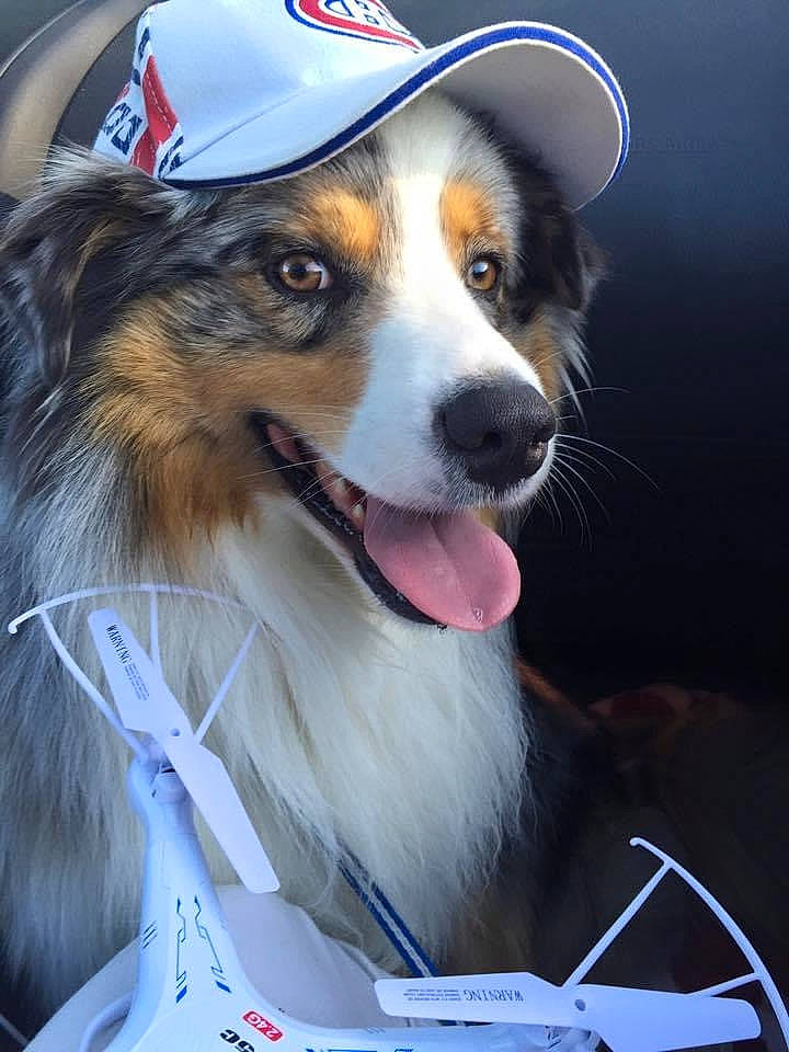 Haston participe au concours pour gagner de l'argent avec cette photo : ancient_dog_breeds, canidae, carnivore, collar, companion_dog, dog, dog_breed, dog_supply, fur, herding_dog, pet_supply, scotch_collie, snout, sporting_group, street_fashion, whiskers, working_dog