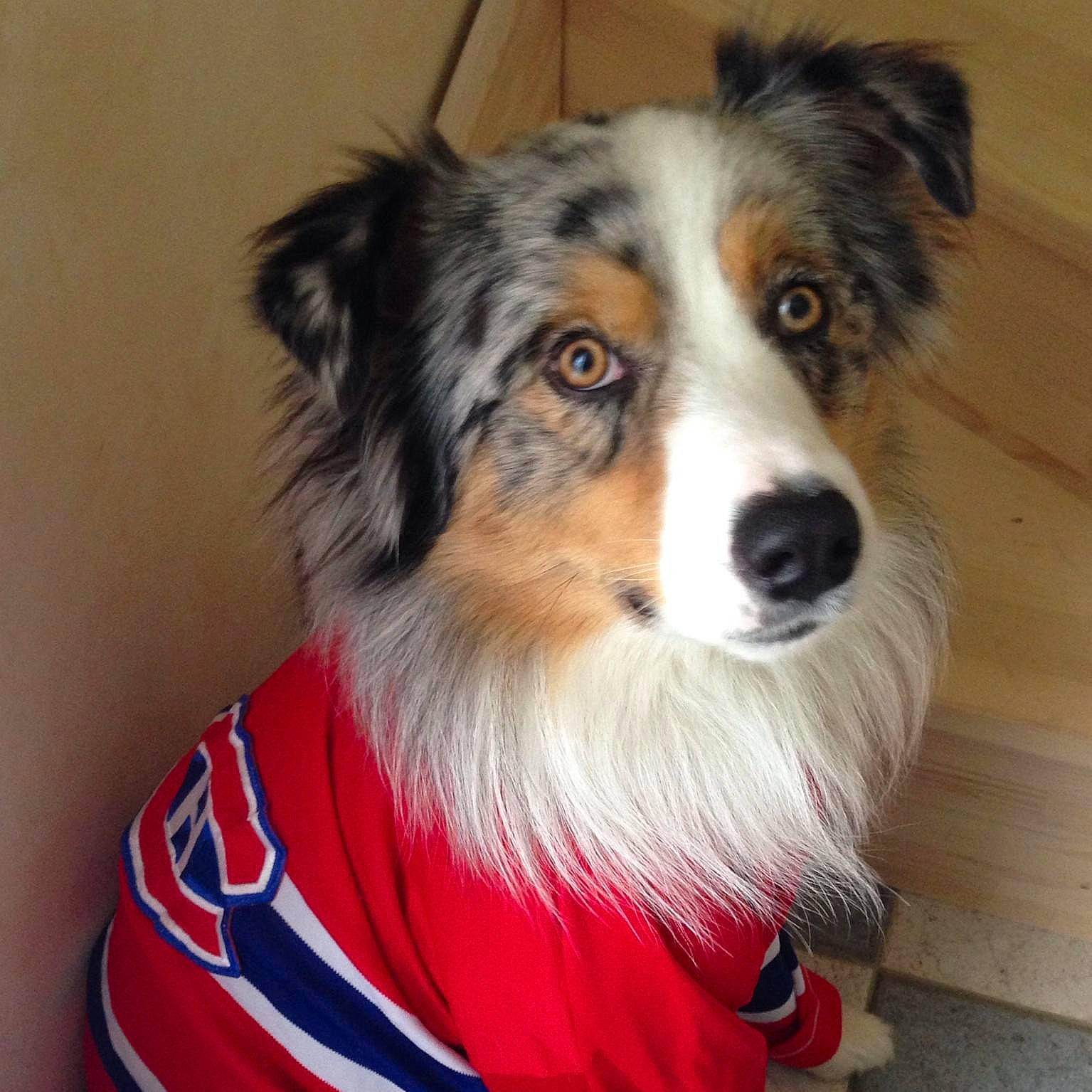 Haston a rejoint le concours — aidez-le/la à gagner de superbes lots ! ancient_dog_breeds, australian_collie, canidae, carnivore, companion_dog, dog, dog_breed, fur, herding_dog, plant, scotch_collie, smile, snout, sporting_group, terrestrial_animal, whiskers, working_animal, working_dog