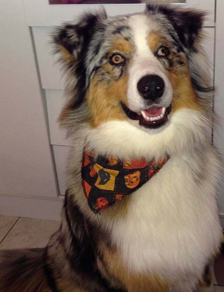 Haston participe au concours pour gagner de l'argent avec cette photo : ancient_dog_breeds, art, border_collie, canidae, carnivore, companion_dog, dog, dog_breed, fur, herding_dog, rough_collie, scotch_collie, sporting_group, whiskers, working_dog