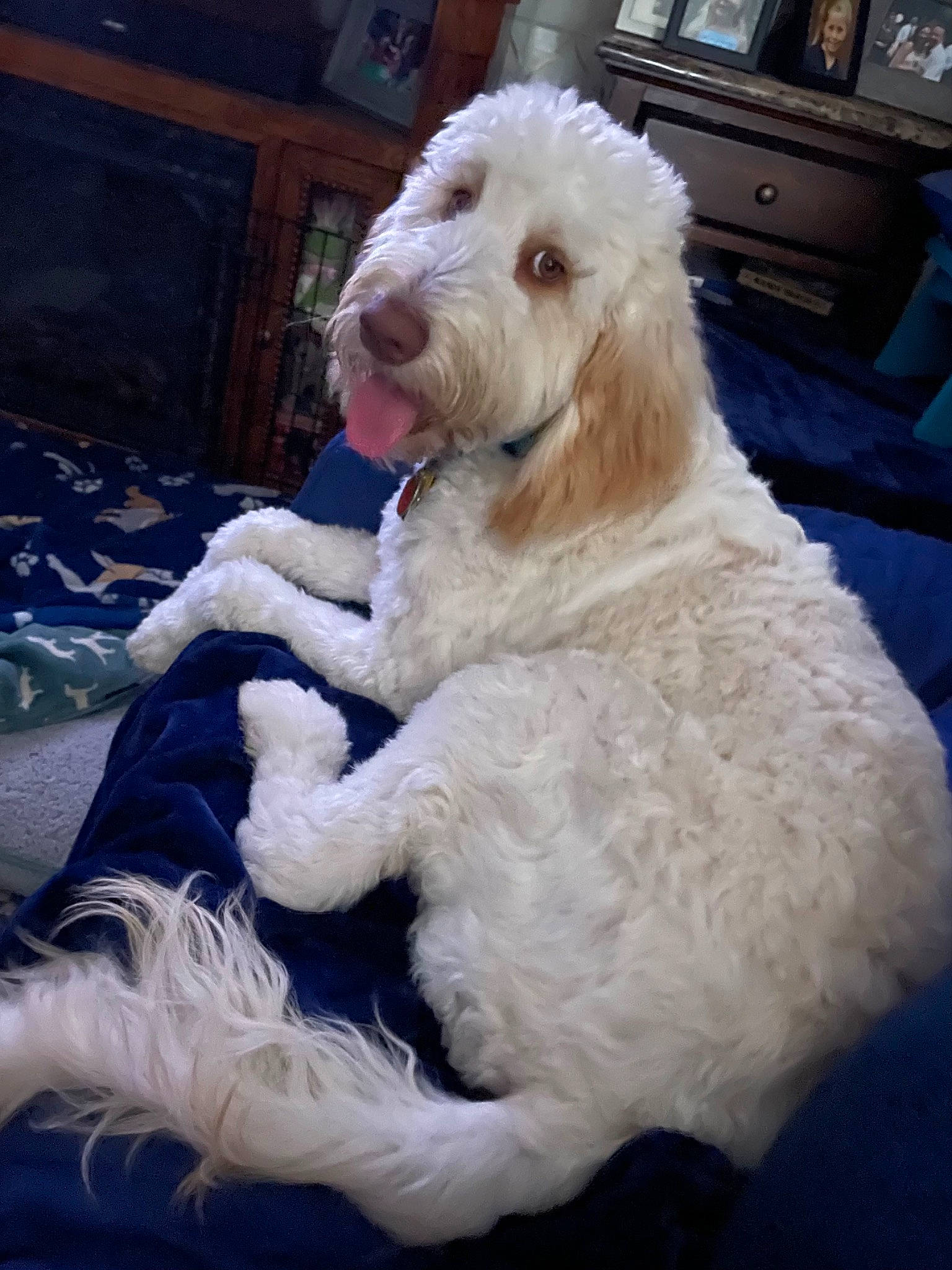 Gracie joined the competition — help win amazing prizes! cabinetry, carnivore, chest_of_drawers, companion_dog, dog, dog_breed, dog_collar, dog_supply, door, drawer, fur, giant_dog_breed, labradoodle, poodle, sporting_group, television, terrier, toy_dog, water_dog, working_animal