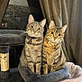 Lennox And Lola is registered to the contest to win money with this photo: animal, cat, cat_tree, collar, companions, cozy, curtain, cute, domestic_animal, eyes, feline, friendship, fur, indoor, pet_accessory, pets, portrait, soft_furniture, tabby_cat, whiskers