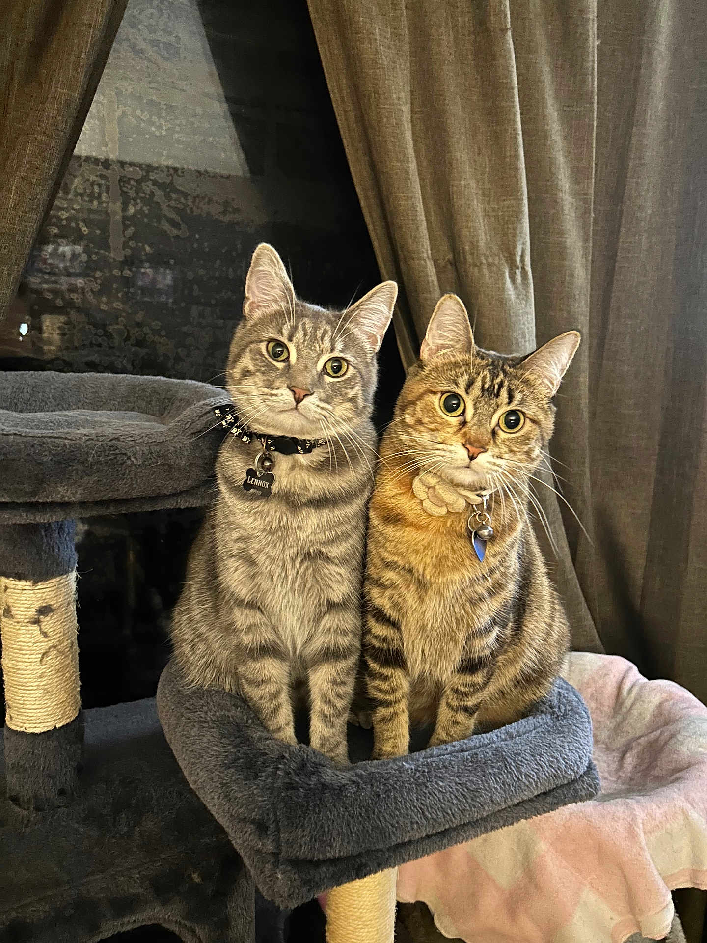 Lennox And Lola is registered to the contest to win money with this photo: animal, cat, cat_tree, collar, companions, cozy, curtain, cute, domestic_animal, eyes, feline, friendship, fur, indoor, pet_accessory, pets, portrait, soft_furniture, tabby_cat, whiskers