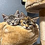 animal, brown_cat, cat, cat_bed, cat_tree, closeup, cozy, cute, ears, feline, fur, gray_cat, indoor, kitten, pet, resting, sleepy, snuggling, soft, whiskers