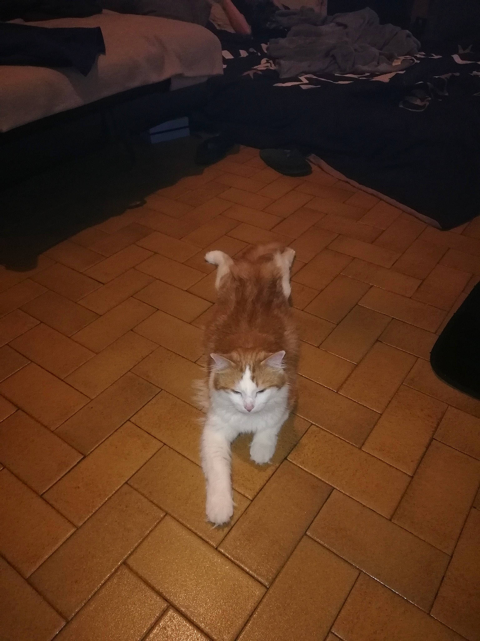 Charoux a rejoint le concours — aidez-le/la à gagner de superbes lots ! brown, canidae, carnivore, cat, companion_dog, dog_breed, domestic_short_haired_cat, fawn, felidae, floor, flooring, fur, hardwood, human_leg, small_to_medium_sized_cats, snout, tail, tints_and_shades, whiskers, wood